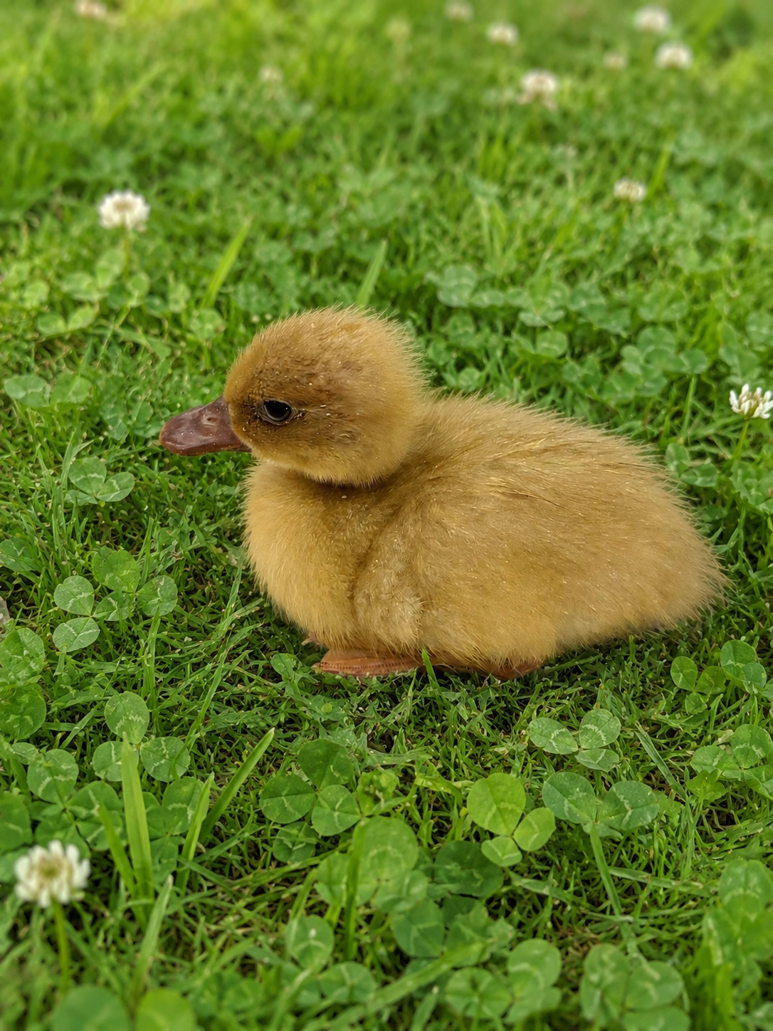 Young ducklings in clover
