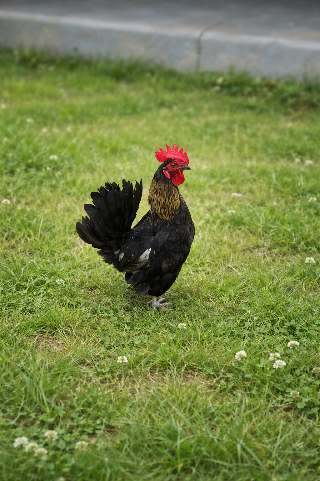 Black rooster