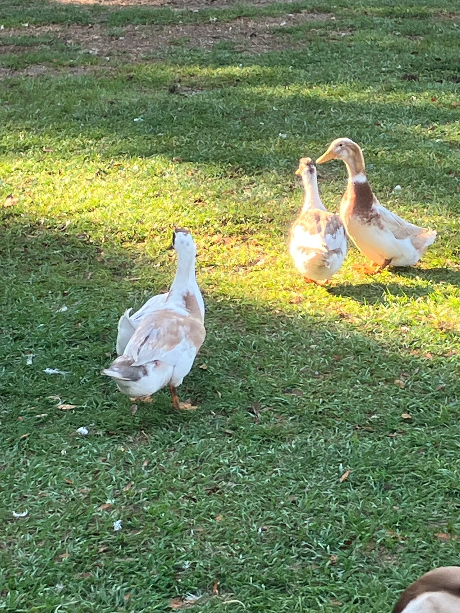 Chicks in clover