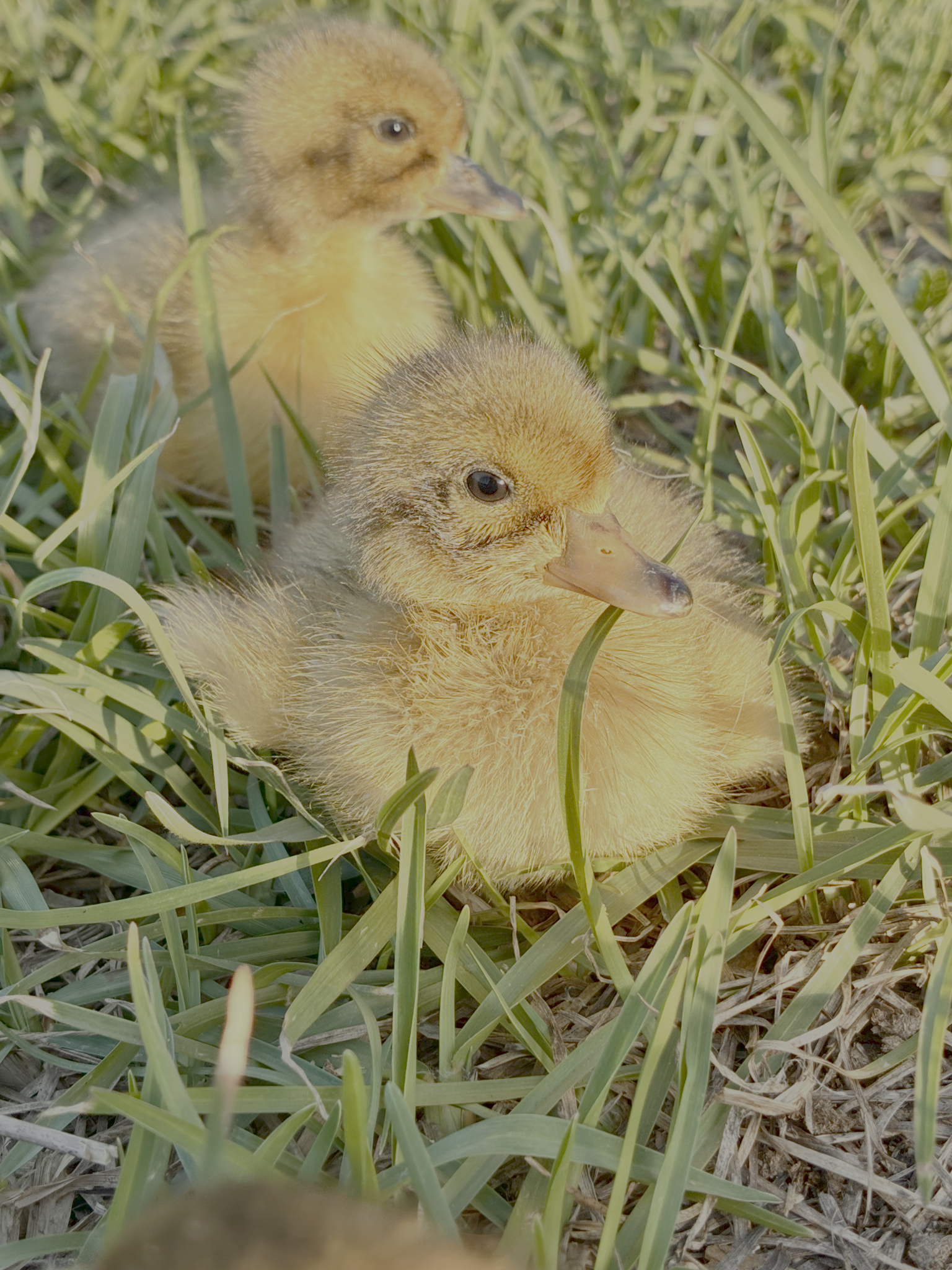Close-up duckling
