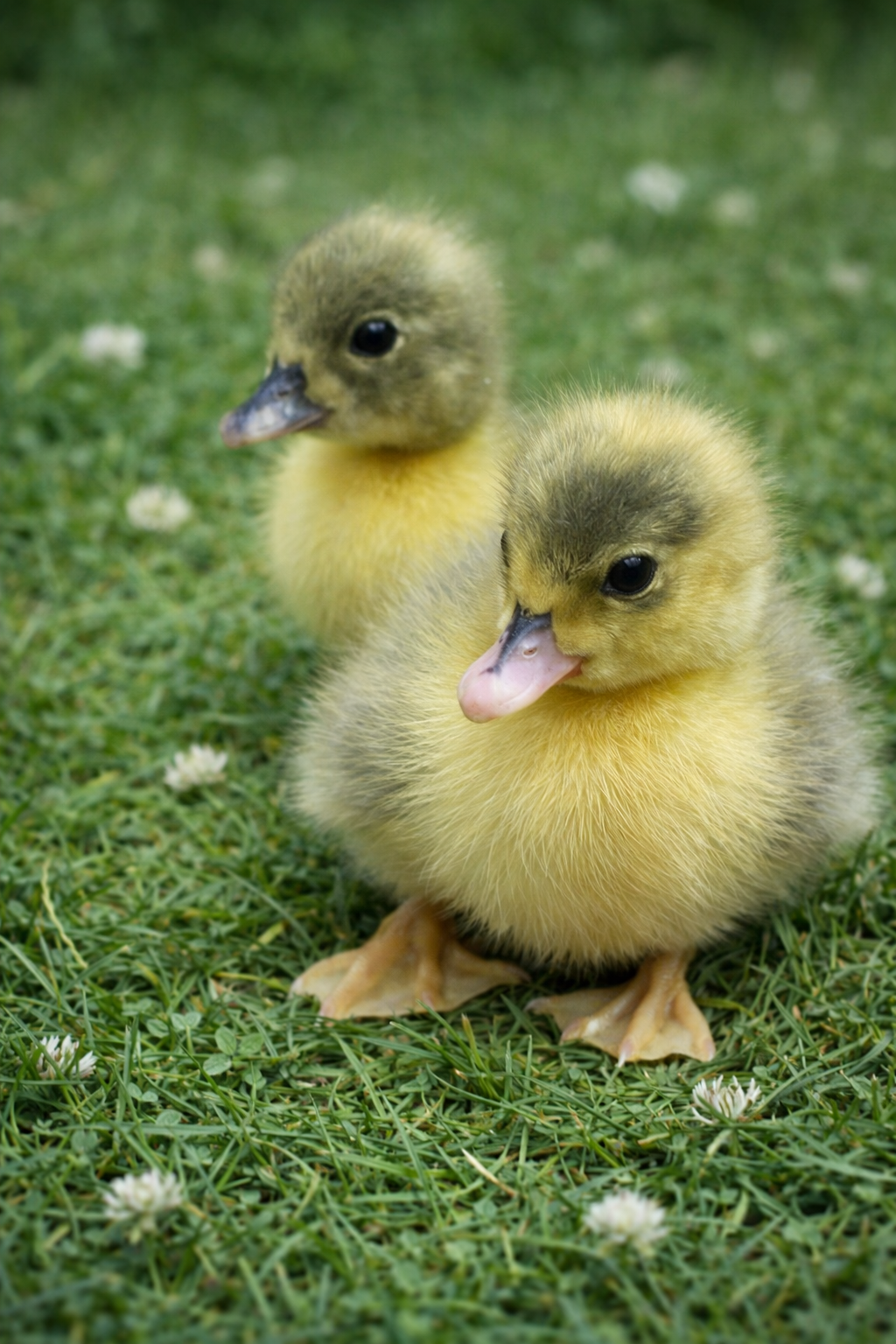 Two ducklings