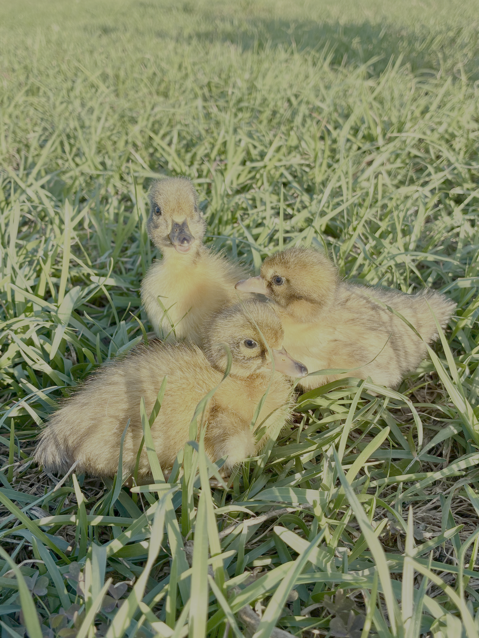 Goslings resting in grass