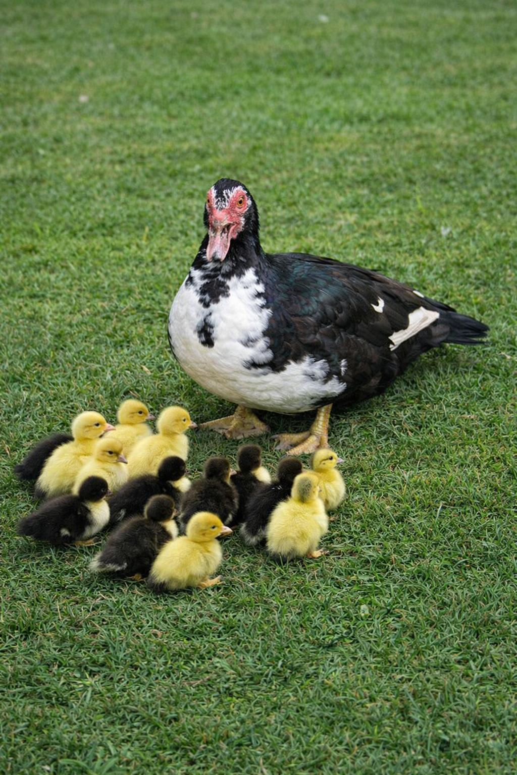 Muscovy mother with ducklings