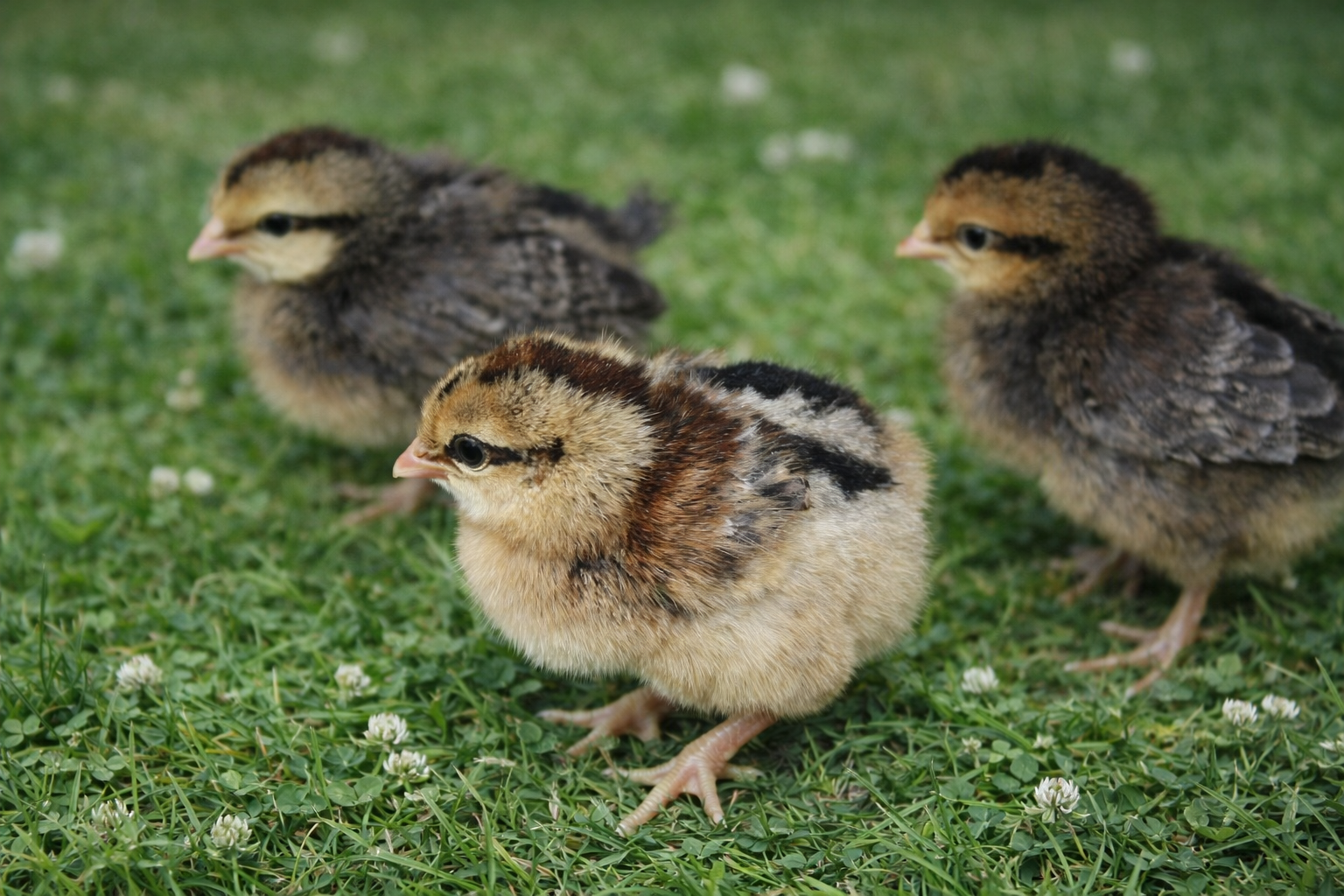 Ducks in pasture