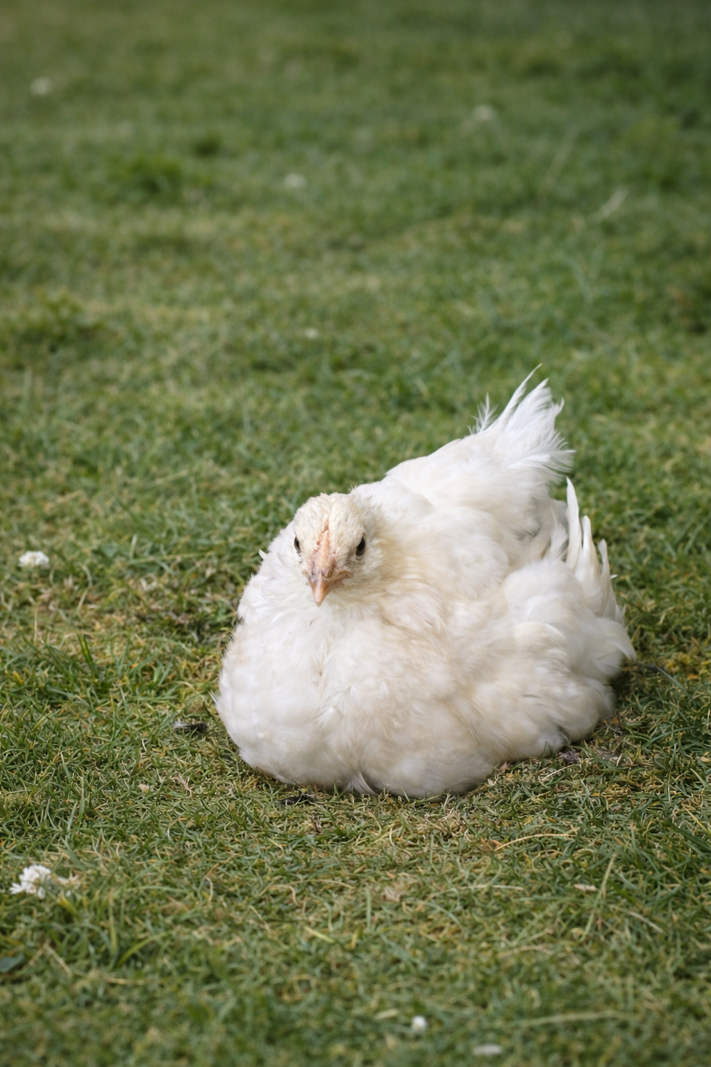 White laying hen