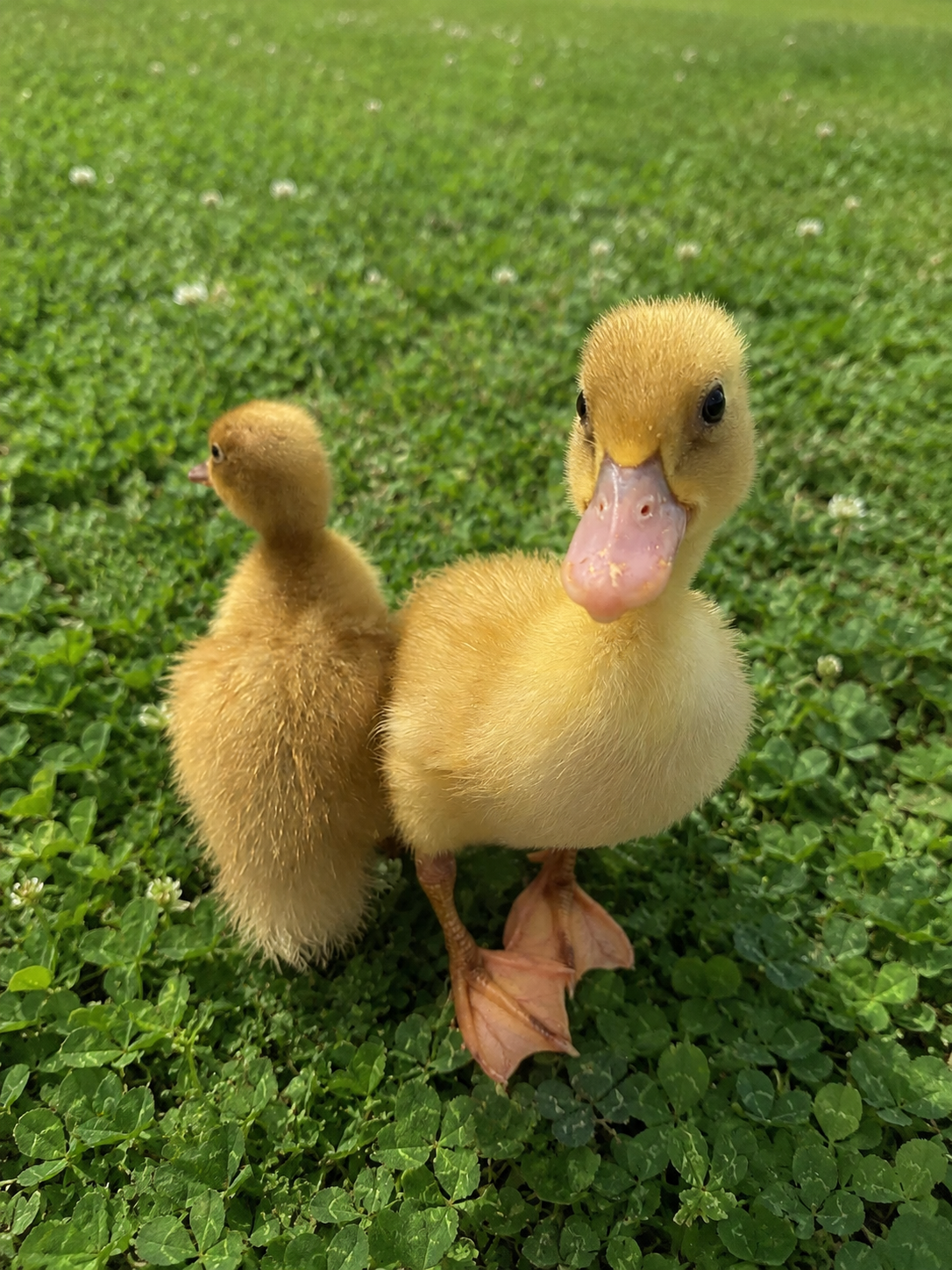 Chickens in green pasture